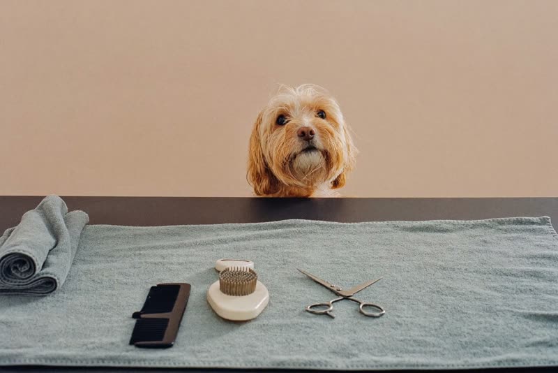 Grooming brushes, comb and scissors laid out ready on a towel